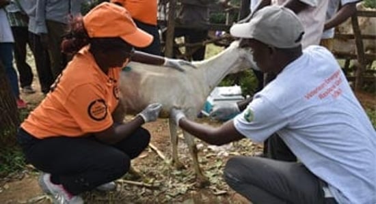 World Animal Protection treating animals affected by flooding
