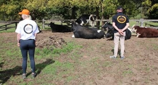 Staff volunteering at a farmed animal sanctuary, Moo to Ewe