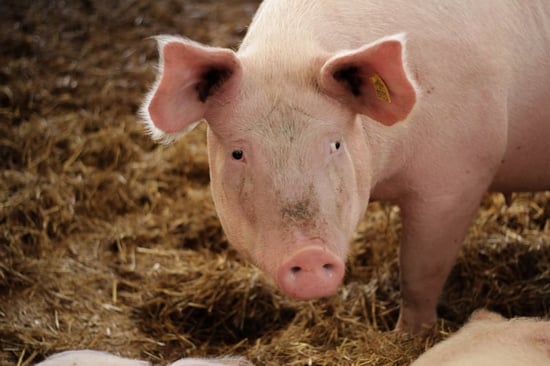 Pig in hay