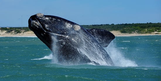 Algoa Bay Whale Heritage Site South Africa