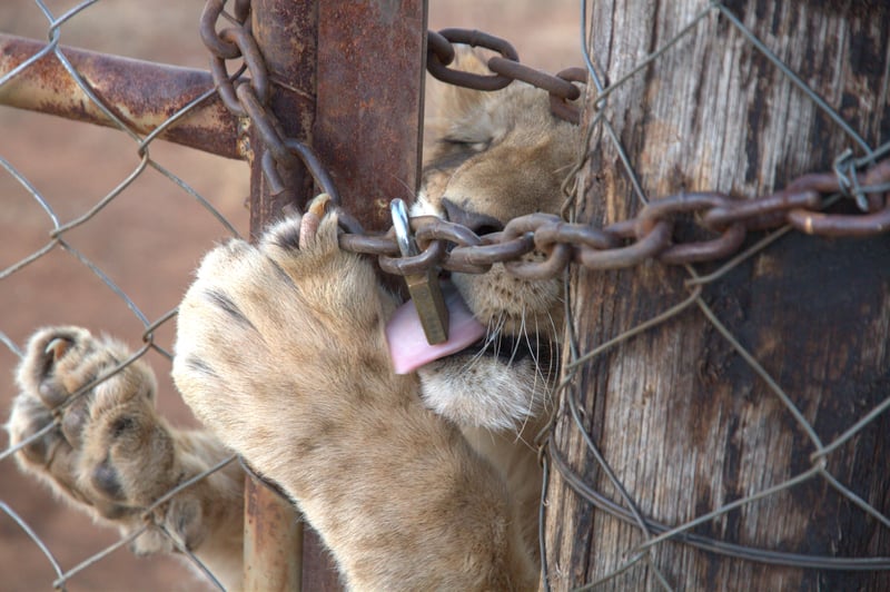 Lion cub locked in cage