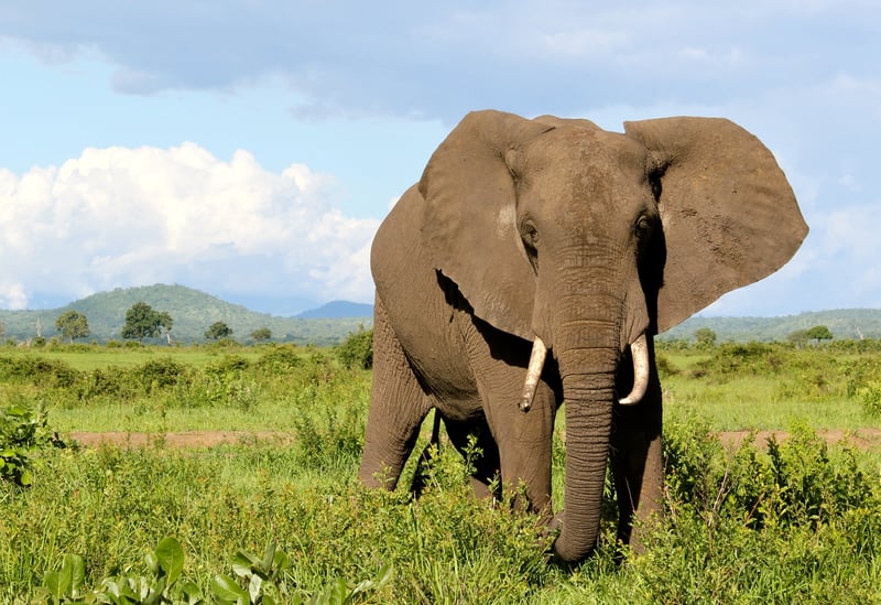 An elephant in Tanzania