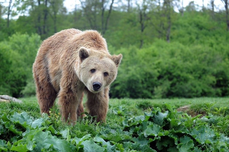 Celebrating eight years of protecting bears in Romania