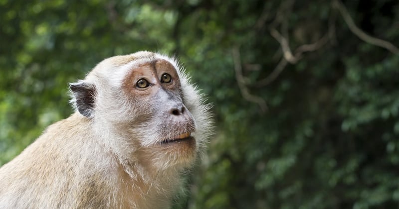 A male long-tailed macaque in the wild in Malaysia