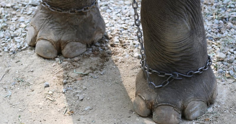 Elephants are chained at tourist entertainment attractions