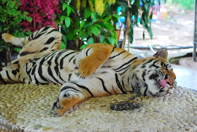 A tiger kept on a chain is used as a prop for photographs with tourists at an attraction in Bangkok, Thailand.