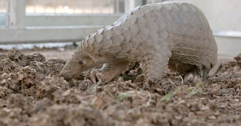 One of the rescued pangolins at a wildlife centre in Thailand