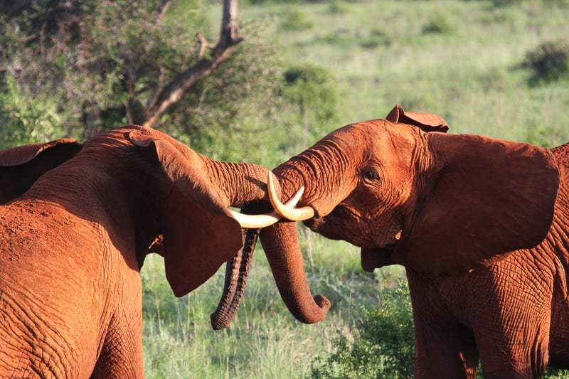 Elephants sparring in a national park in Kenya.