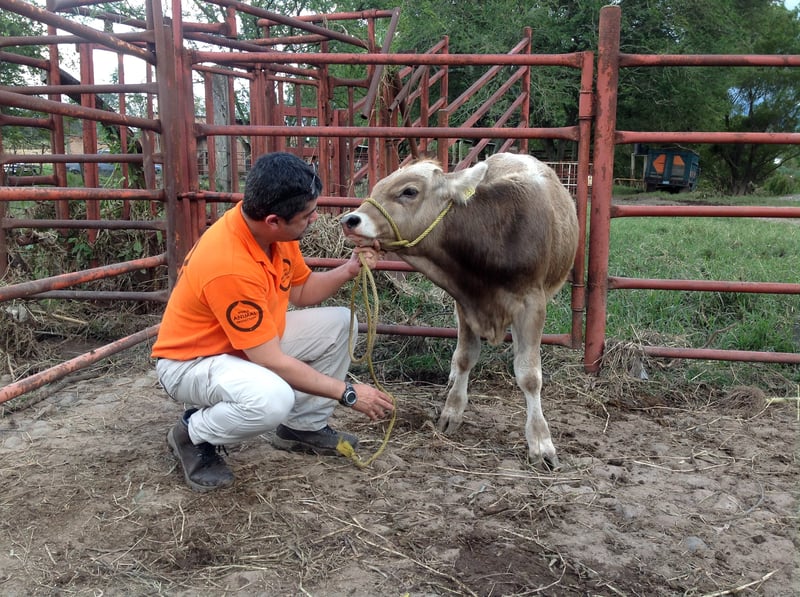 Cattle being examined by our disaster response team 