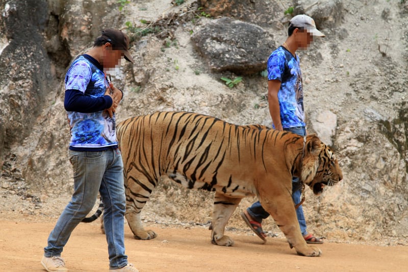Tigers in Thailand