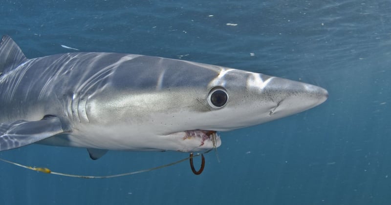Shark hooked with ghost gear - Sea Change - World Animal Protection