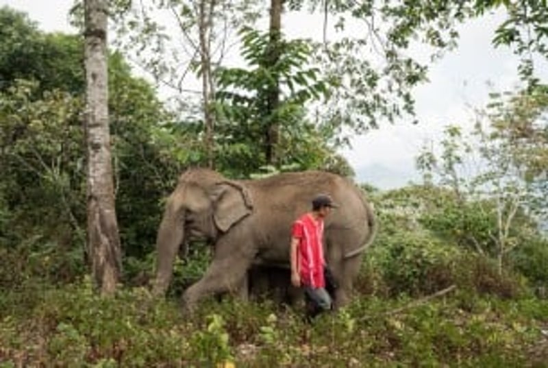 Elephants and mahouts - World Animal Protection - Wildlife. Not entertainers