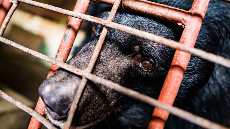 Caged bear before being rescued