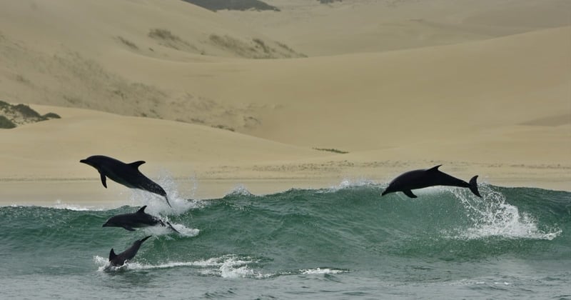 Dolphins jumping out of the water at Algoa Bay