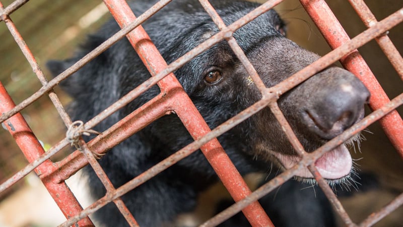 Five Asiatic black bears have been rescued from the horrific abuse of bear bile farming