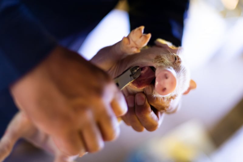 A farm worker clips the teeth of a piglet 72 hours after he was born - World Animal Protection - Raise Pigs Right