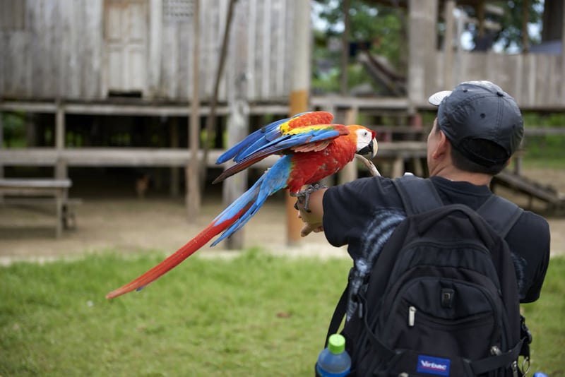A tourist holds a bird in the Amazon - World Animal Protection - Wildlife. Not entertainers