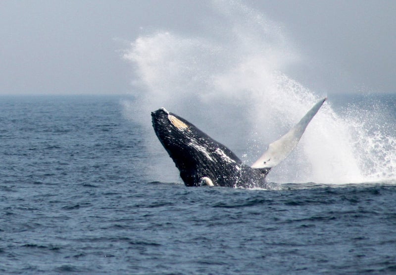 A humpback whale breaching off the coast of Massachusetts, US