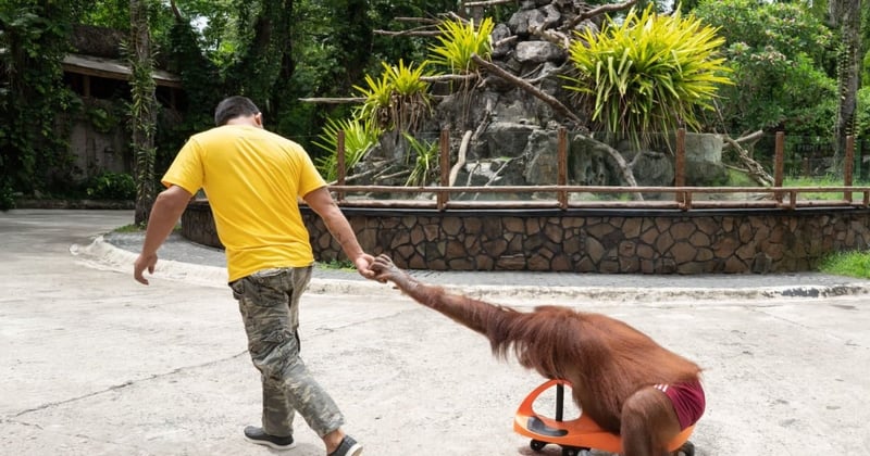 An orangutan being used for selfie opportunities at Avilon, in the Philippines - Wildlife. Not entertainers - World Animal Protection