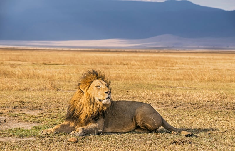 Wild lion in Tanzania