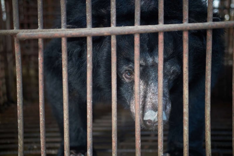 Bear bile farm photograph by Danny Bach