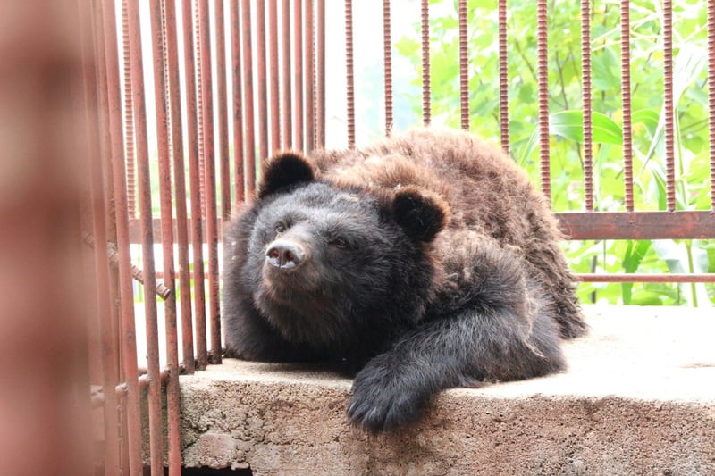 An Asiatic black bear used in the bear bile industry, pictured on a farm in South Korea