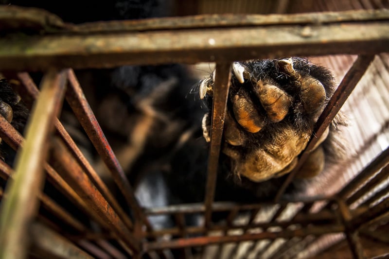 Bear in a cage at a bear bile farm in Vietnam - World Animal Protection