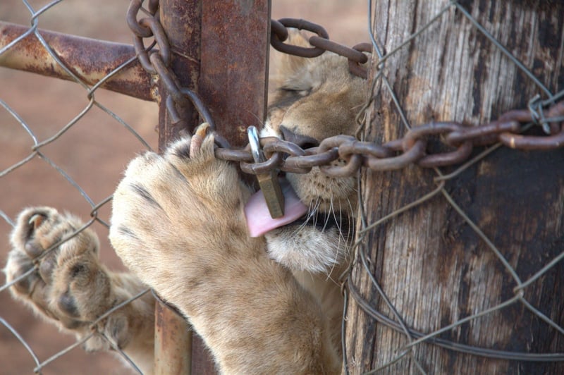 Lion cub at a lion farm in South Africa. Credit: Pippa Hankinson / Blood Lions