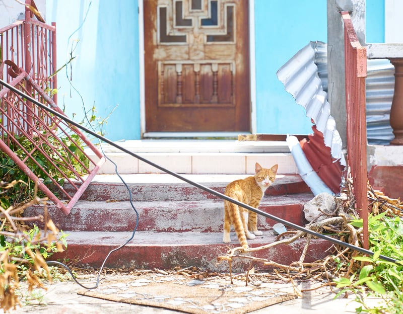 Cat in Barbuda - World Animal Protection - Disaster management