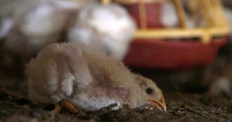 Chicken on a farm in Alberta, Canada