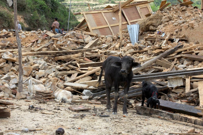 A six-month-old water buffalo calf in the rubble of her former shelter, Kavre District, Nepal.