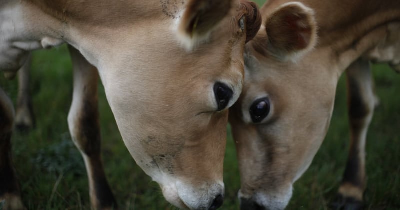 Two Danish Jersey cows at Svanhold Gods organic farm in Denmark.