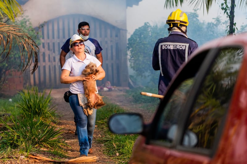 Wild animals are forgotten disaster victims—why should we care?
