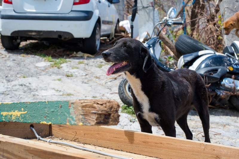 Dog in St Maarten in aftermath of Hurricane Irma - World Animal Protection - Disaster management