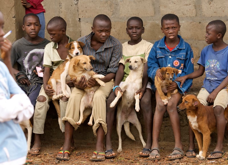 Dogs and their owners in Sierra Leone