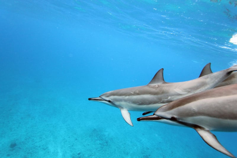 Dolphins off the west coast of Hawaii - Sea Change - Global Ghost Gear Initiative - World Animal Protection
