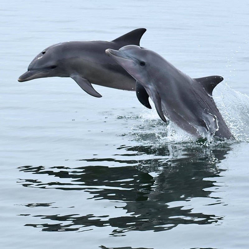 Dolphins in the wild in Australia - Mandurah Cruises - World Animal Protection