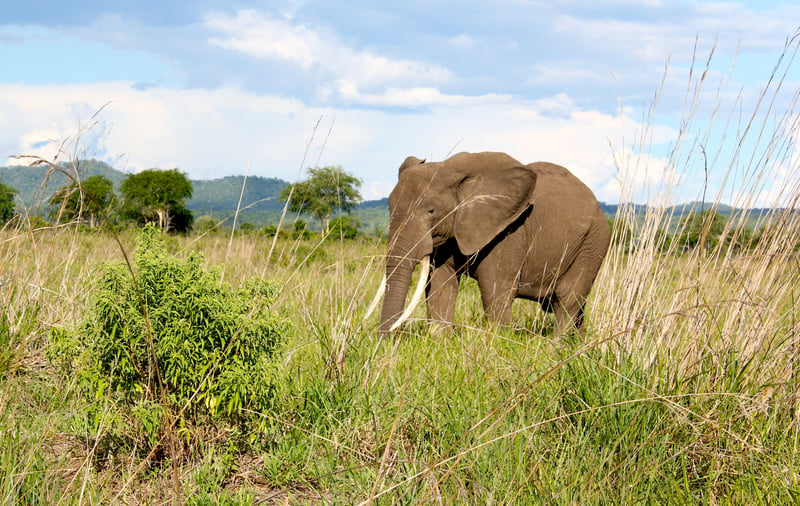 World Animal Protection partner Intrepid Travel announces end to elephant rides