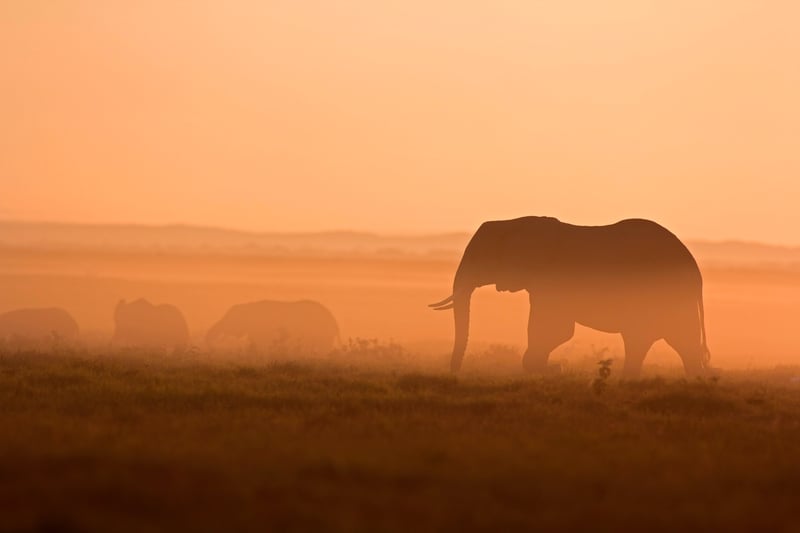 Elephant in Africa at sunset