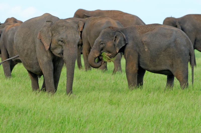Elephants at national park in Sri Lanka - World Animal Protection - Wildlife. Not entertainers