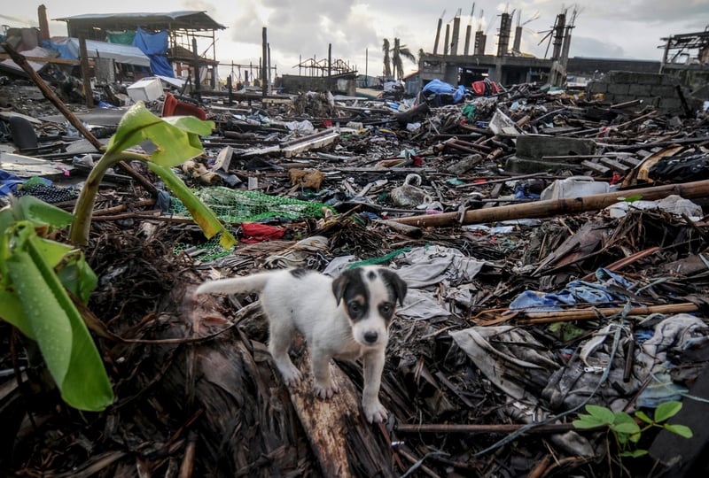 A puppy is seen among debris of houses destroyed by Typhoon Haiyan, in Tacloban city, Philippines - December 2013.