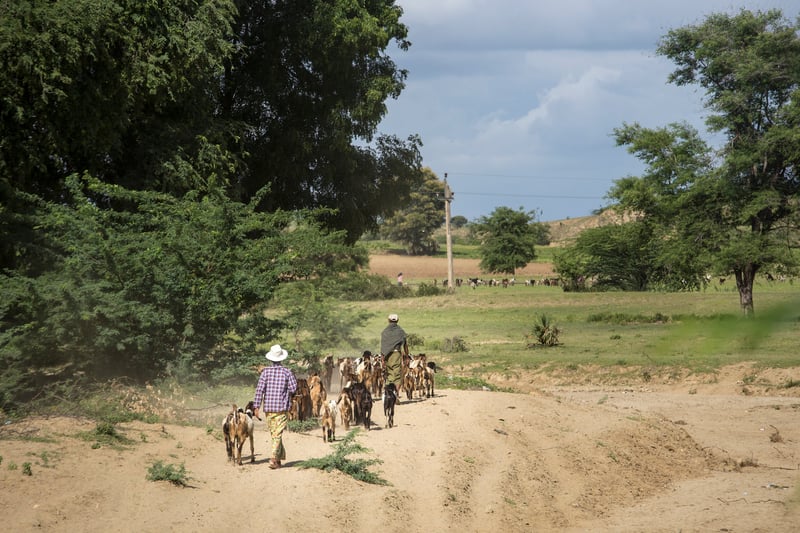 A herd of goats pass a temporary camp for the displaced flood victims from nearby villages, in Yenangyaung, Myanmar.