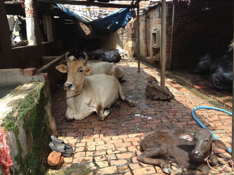 Cows and buffalo in low welfare Indian dairies