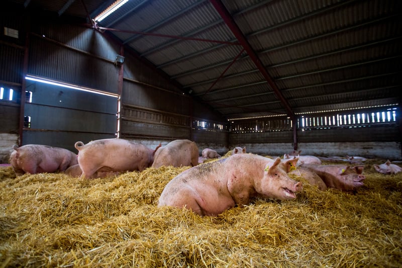 A higher welfare indoor pig farm in the UK