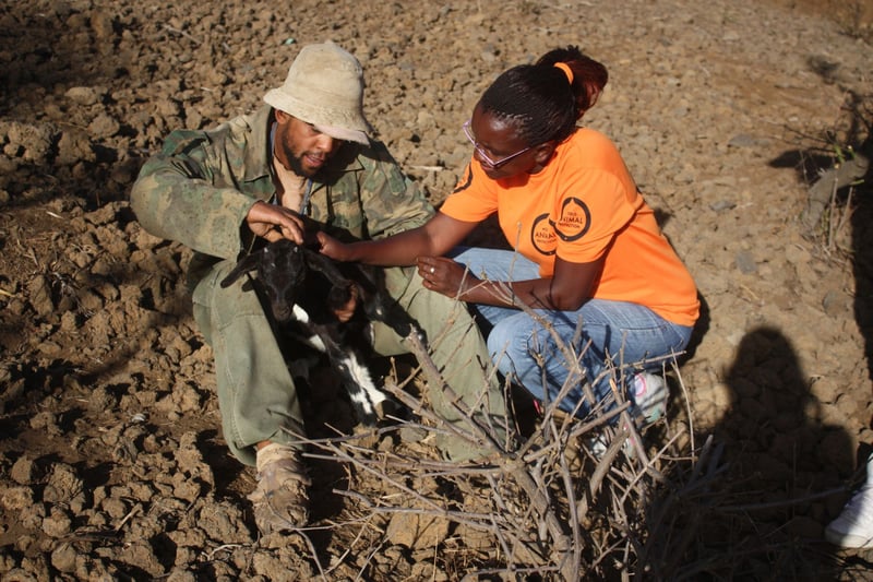 Judy Kimaru helping a goat in Cape Verde - disaster management - World Animal Protection