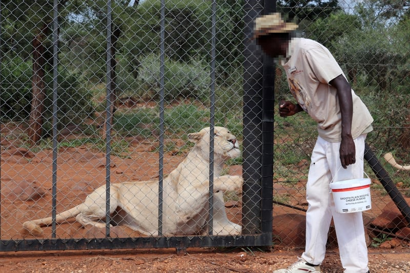 Lion in cage at tourist attraction in South Africa - World Animal Protection