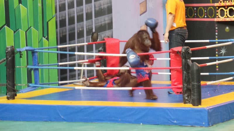 Orangutan performing in a boxing ring