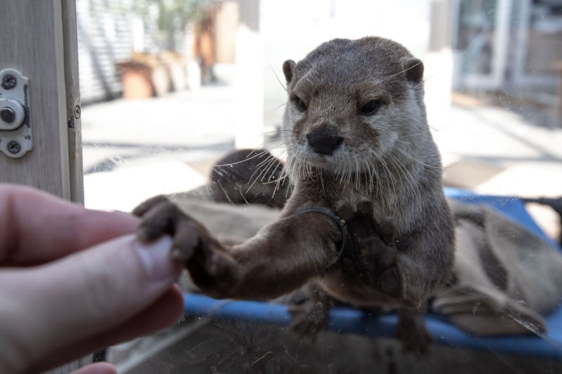 Otters in Asia 