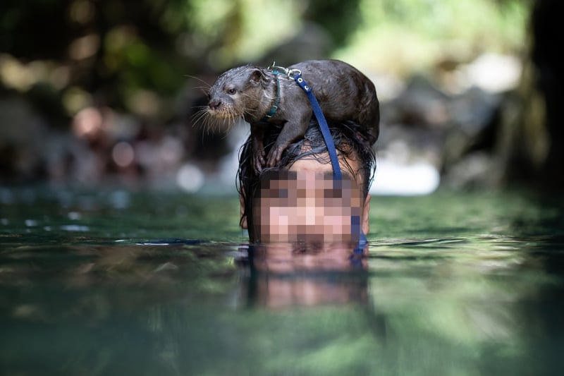 Otter on exotic pet owner's head in water - Wildlife. Not pets - World Animal Protection
