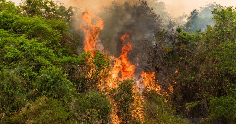 Fire returns in the Pantanal area where it had already been controlled. The region's extreme drought and strong winds make it difficult for the brigades to control it.